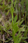 Orange milkwort